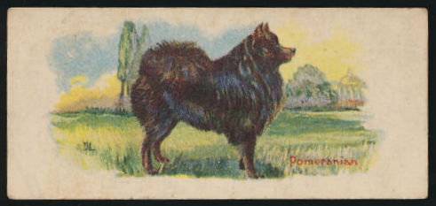 V13 14 Pomeranian.jpg
